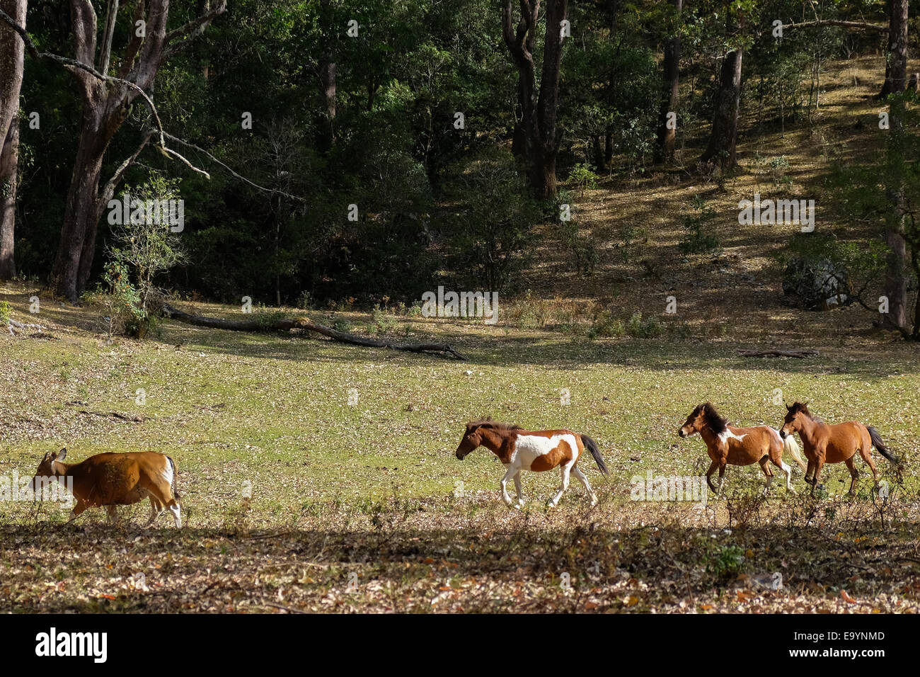 In der Nähe von Mount Mutis, West-Timor, Indonesien, Timor Pferde und eine Bali-Kuh an Savanne. Stockfoto
