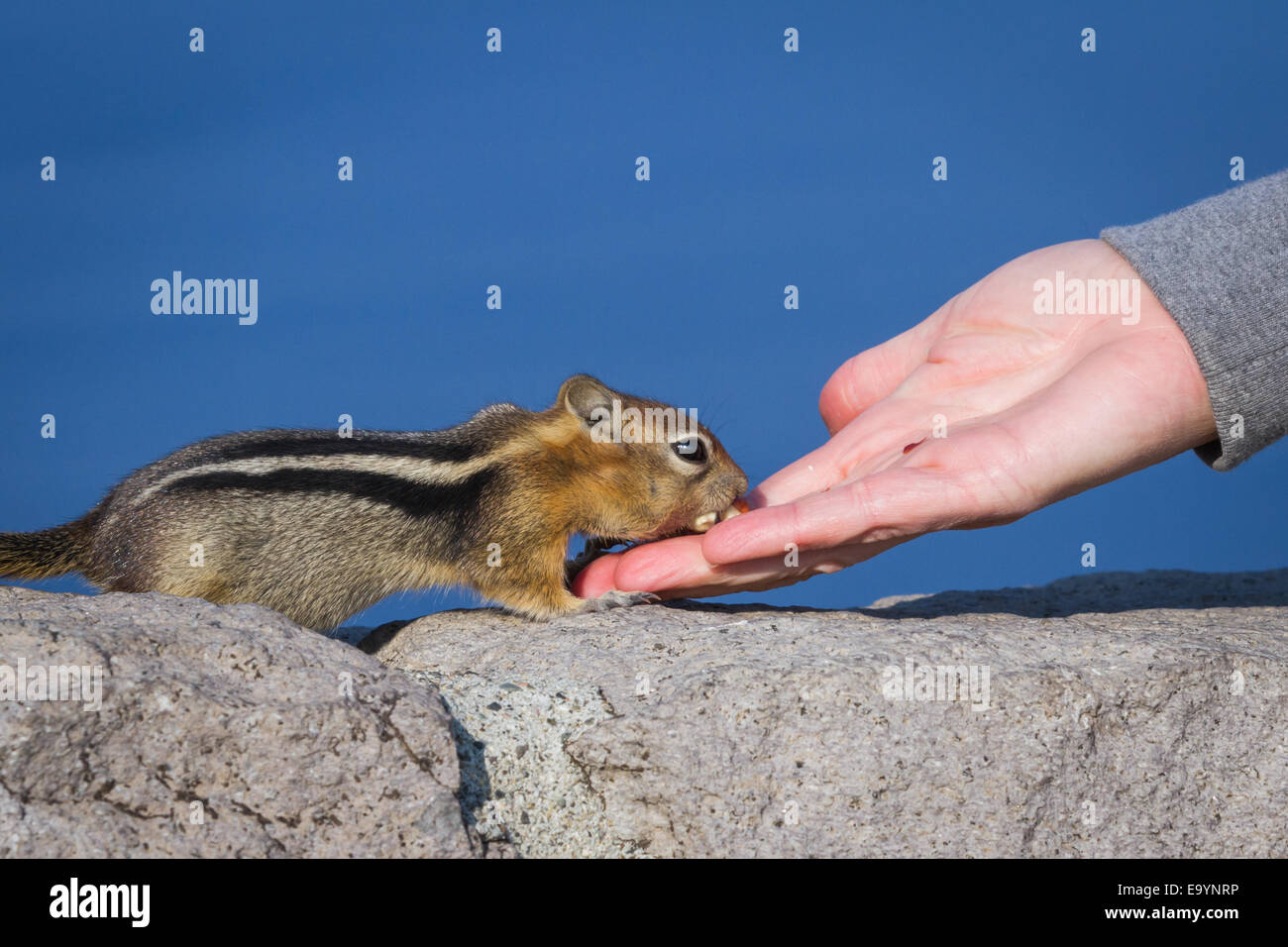 Nahaufnahme von einer Hand hält eine Mutter und ein vertrauensvolles Eichhörnchen füttern Stockfoto