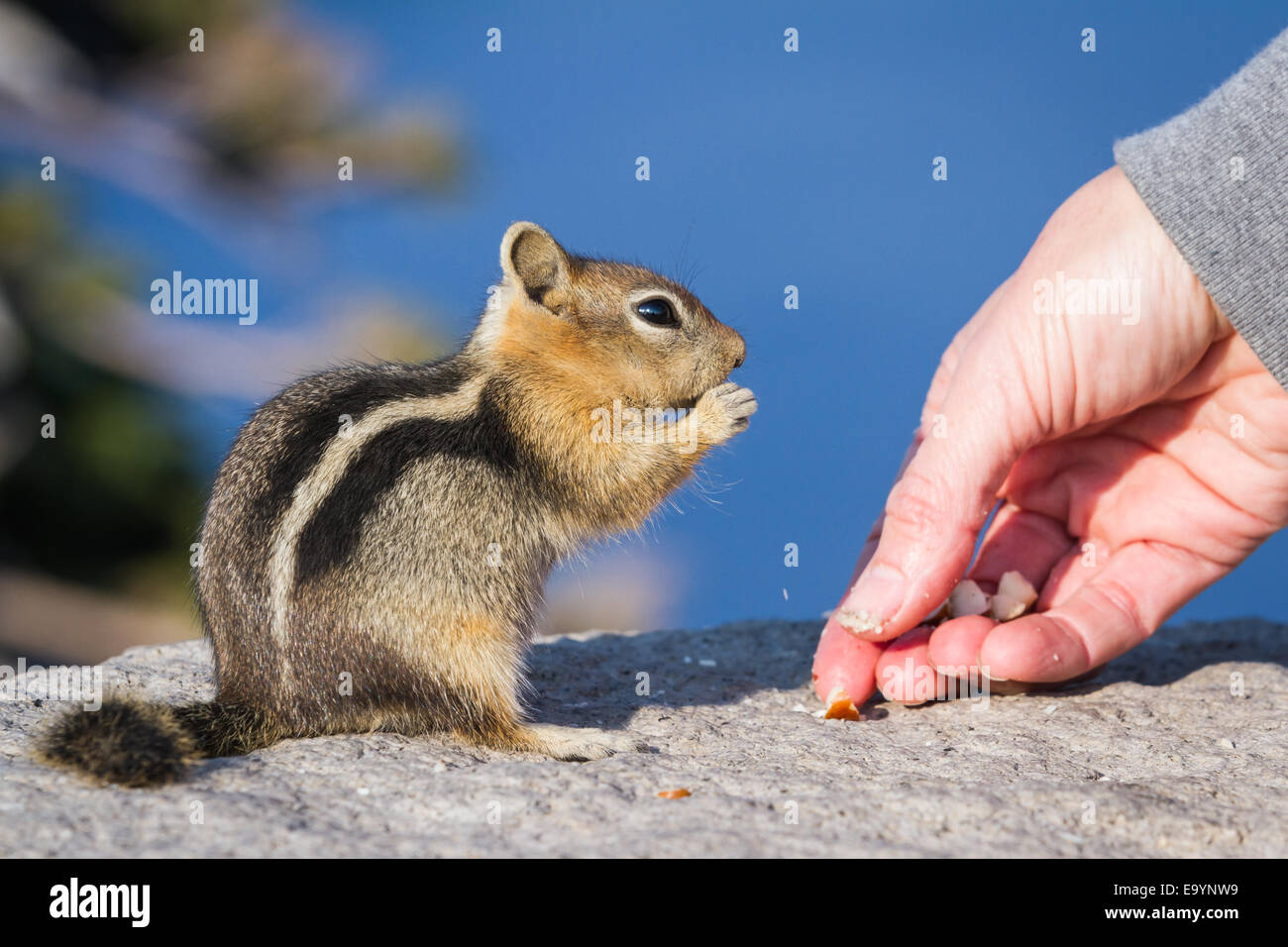 Nahaufnahme von einer Hand hält eine Mutter und ein vertrauensvolles Eichhörnchen füttern Stockfoto