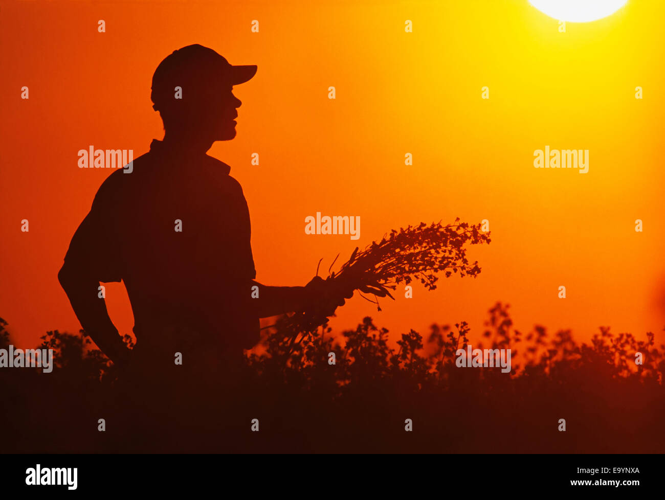 Silhouette eines Bauern Inspektion seiner Mitte Wachstum, Blüte Bühne Raps Ernte bei Sonnenuntergang / in der Nähe von Holland, Manitoba, Kanada. Stockfoto