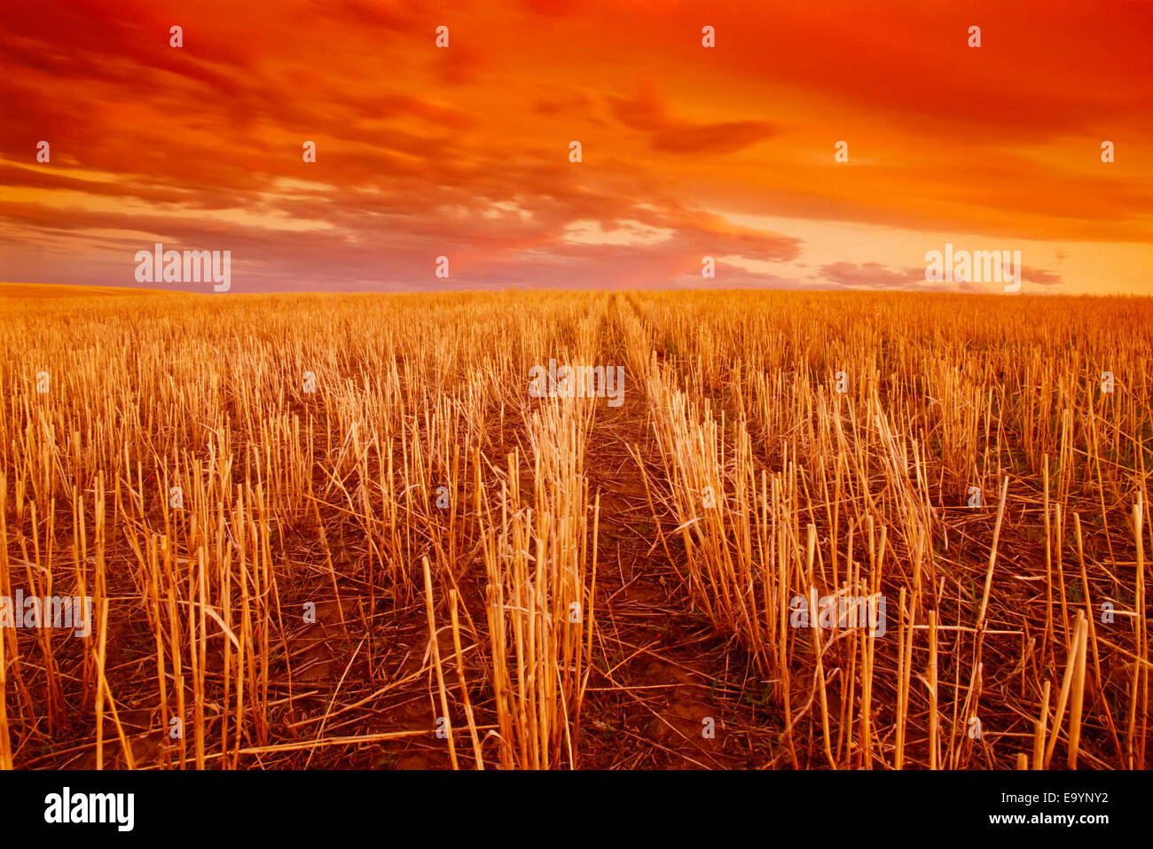 Landwirtschaft - Bereich der Weizen Stoppeln bei Sonnenuntergang / in der Nähe von Ponteix, Saskatchewan, Kanada. Stockfoto