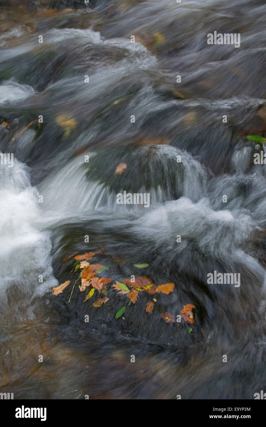 Herbstlaub in schnell fließenden Strom. Nord-Wales. Stockfoto