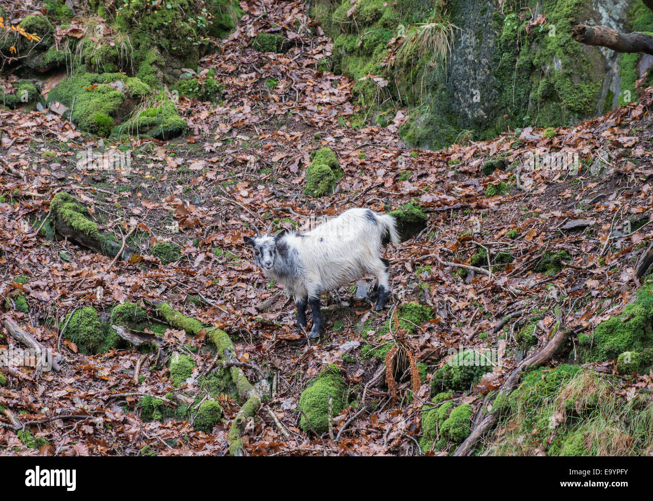 Wilde Ziege, Capra Hircus Beddgelert, Nantgwynant, Snowdonia, Nord-Wales Stockfoto