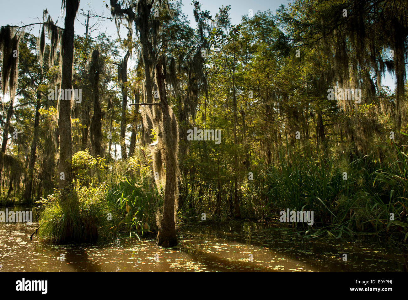 Ein Sumpf, die Bayou. Louisiana Stockfoto
