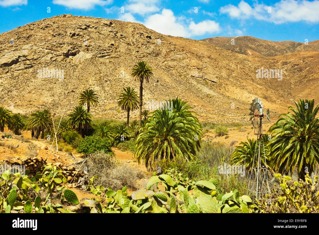 Penitas Schlucht, beliebte Wanderung mit Palmen im östlichen Hochland; Vega de Rio Palmas, Fuerteventura, Kanarische Inseln, Spanien Stockfoto