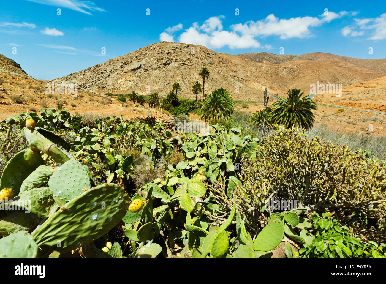 Penitas Schlucht, beliebte Oase Wanderung mit Palmen & Kakteen in der Nähe von Pajara; Vega de Rio Palmas, Fuerteventura, Kanarische Inseln, Spanien Stockfoto