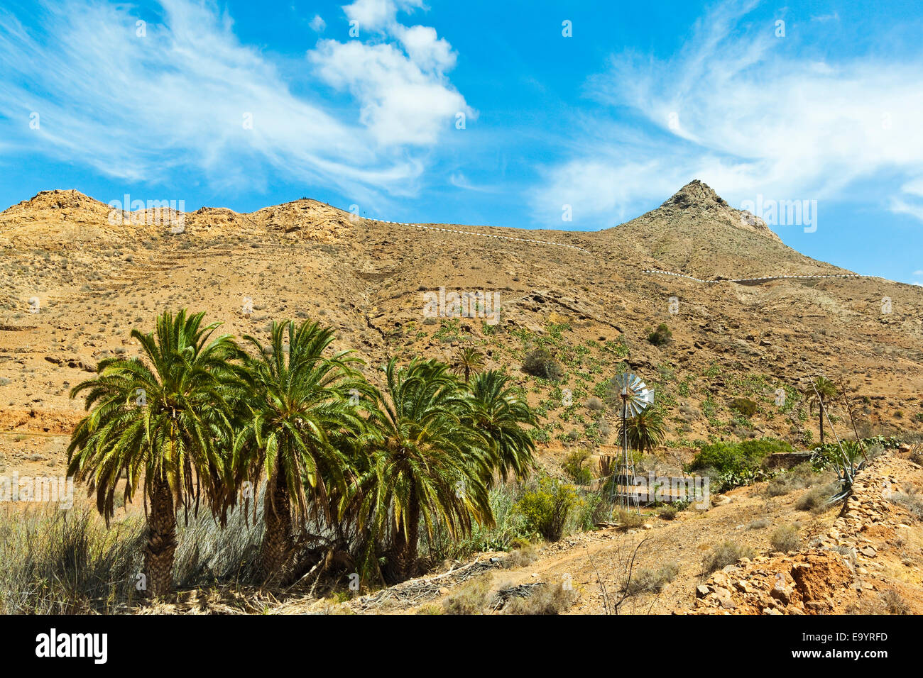 Penitas Schlucht, beliebte Wanderung mit Palmen im östlichen Hochland; Vega de Rio Palmas, Fuerteventura, Kanarische Inseln, Spanien Stockfoto