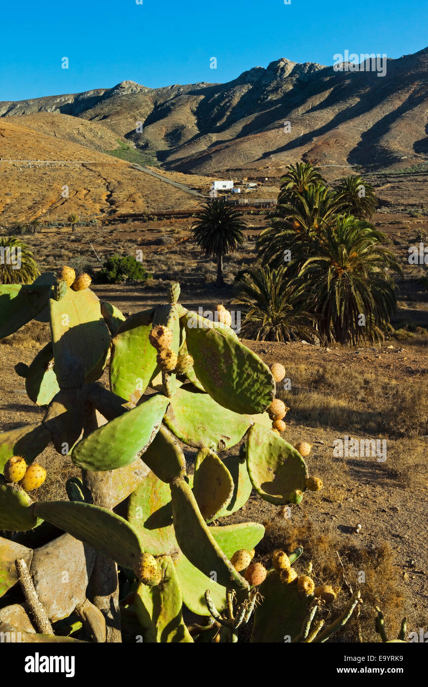 Feigenkaktus & Palmen an Vega de Rio Palmas Oase im östlichen Hochland; Betancuria, Fuerteventura, Kanarische Inseln, Spanien Stockfoto