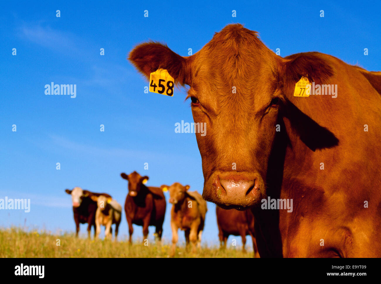 Vieh - Nahaufnahme einer roten Angus Kuh mit anderen Kühen im Hintergrund / Southern Alberta, Kanada. Stockfoto