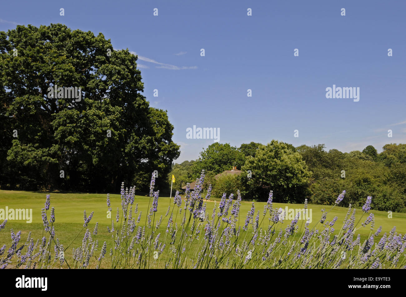 Blick über Lavendel Blumen to18th Green East Course Sundridge Park Golf Club Bromley Kent England Stockfoto