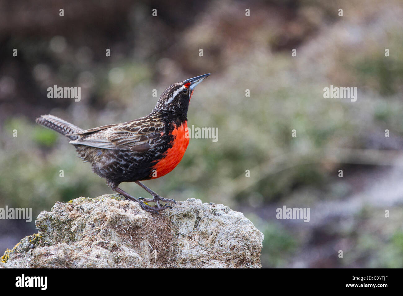 Long-tailed Meadowlark düsterer Insel, Falkland Stockfoto