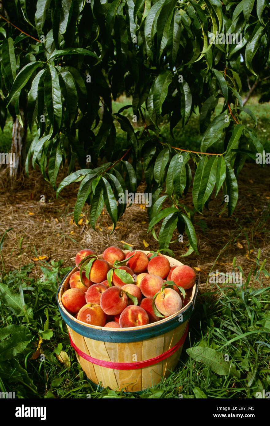 Landwirtschaft - Scheffel-Korb mit "Jim Dandee" Pfirsiche vor ein Pfirsichbaum / Washtenaw County, Michigan, USA. Stockfoto