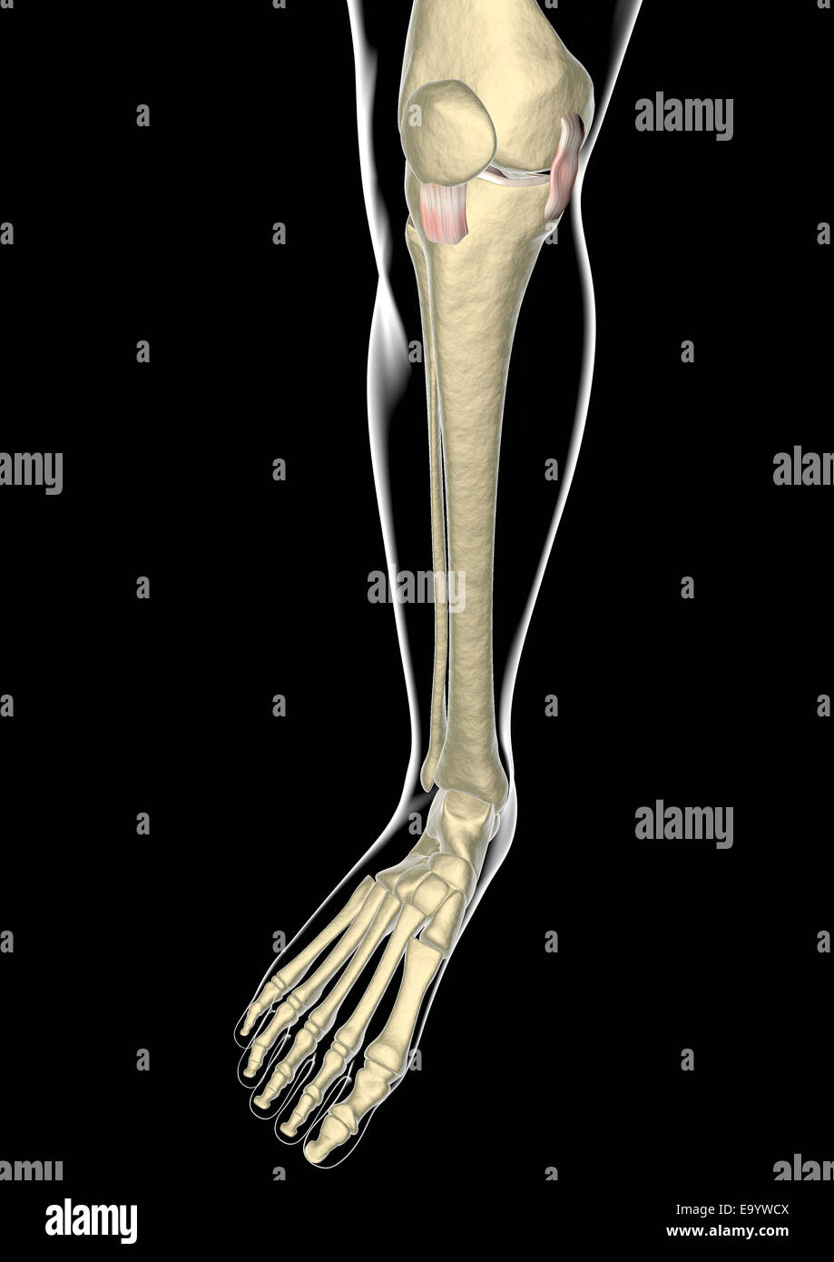 Kniebänder, Sehnen, x-ray Stockfoto