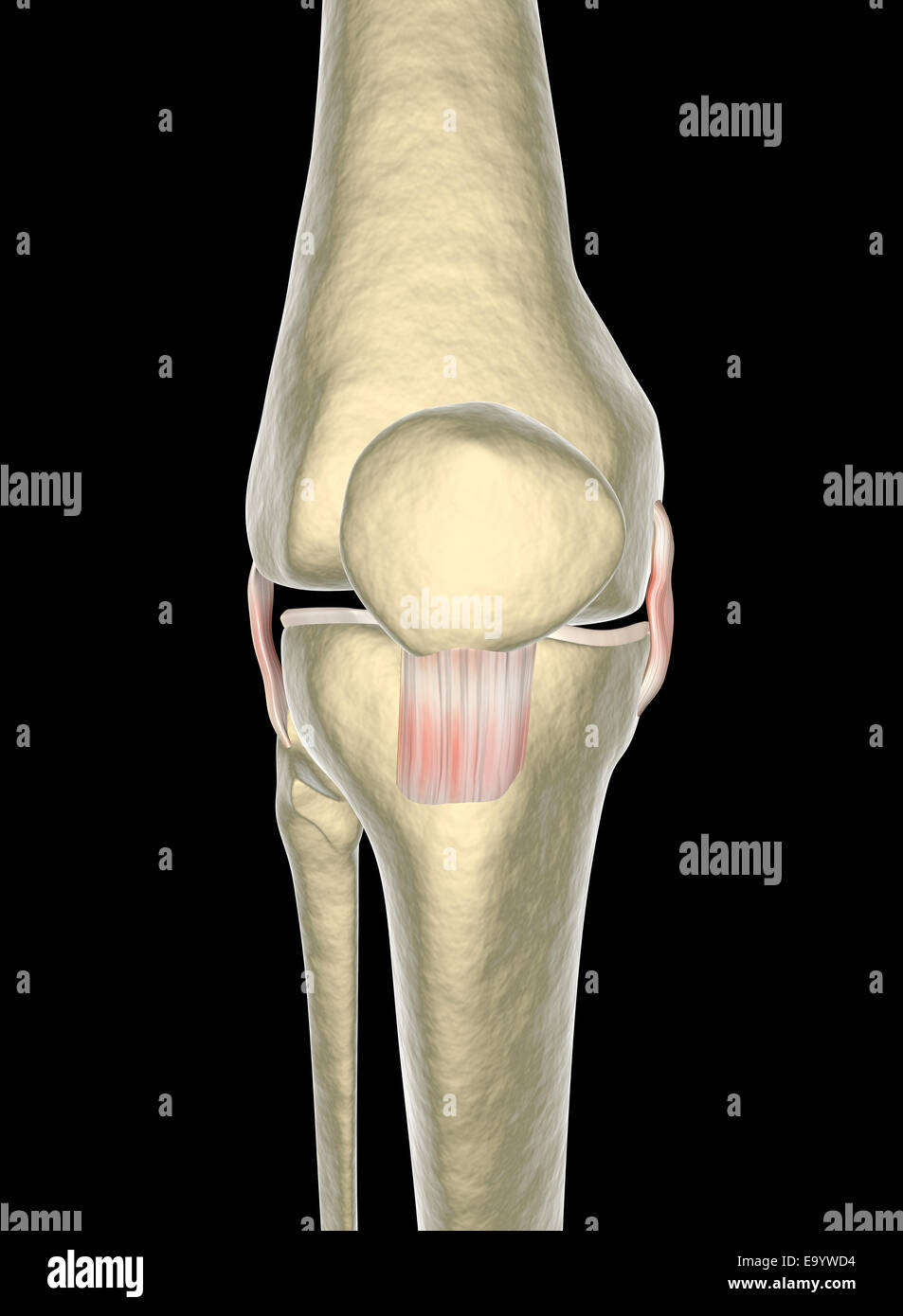 Kniebänder, Sehnen, x-ray Stockfoto