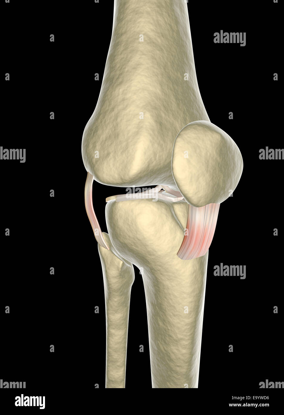 Kniebänder, Sehnen, x-ray Stockfoto