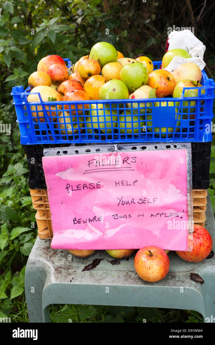 Kostenlose Windfall Äpfel werden verschenkt neben der Spur im Dorf Rodley, Gloucestershire UK Stockfoto