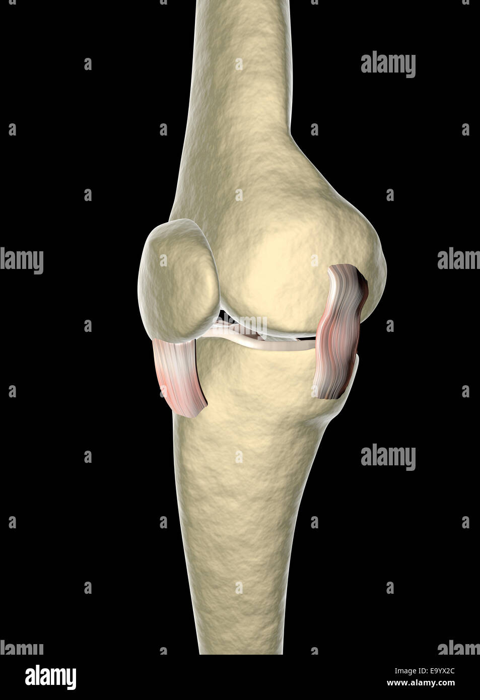 Seitlicher Meniskus Stockfotos und bilder Kaufen Alamy