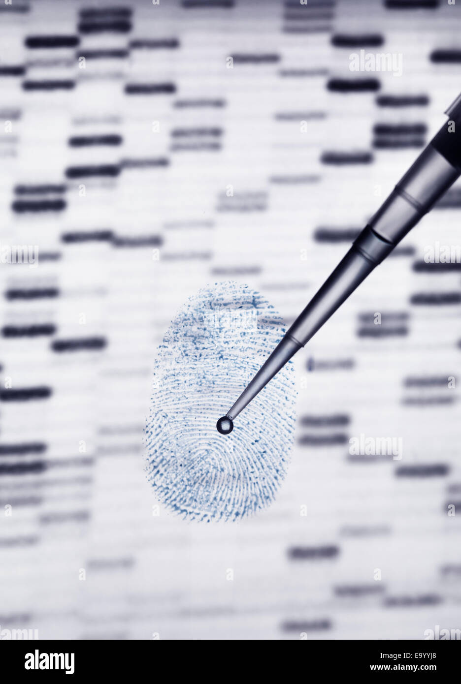 DNA-Probe wird auf menschlichen Fingerabdruck und DNA-Gel zur Veranschaulichung Gentechnik pipettiert Stockfoto