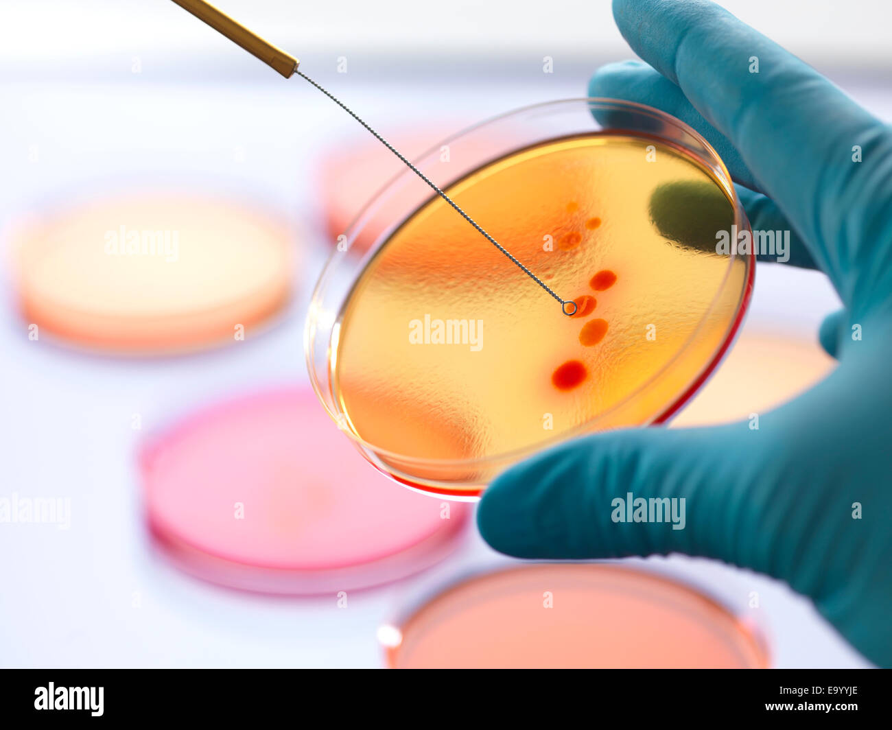 Nahaufnahme eines männlichen Wissenschaftler Hand impfen ein Agarplatten mit Bakterien im Mikrobiologielabor Stockfoto