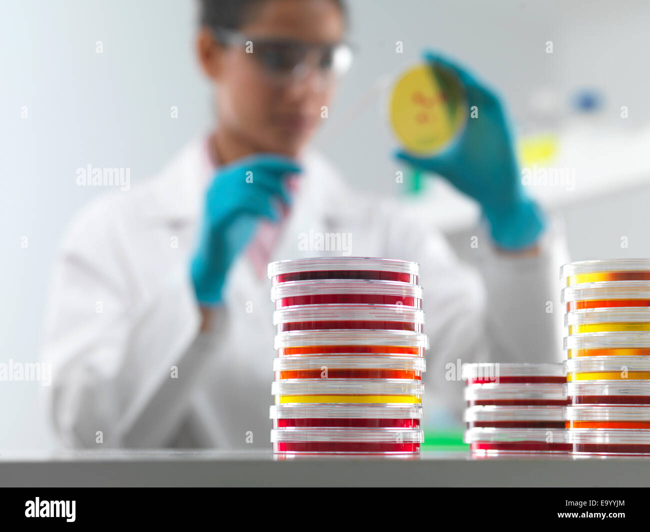 Prüfung der mikrobiologische Kulturen in Petrischale im Mikrobiologielabor Wissenschaftlerin Stockfoto