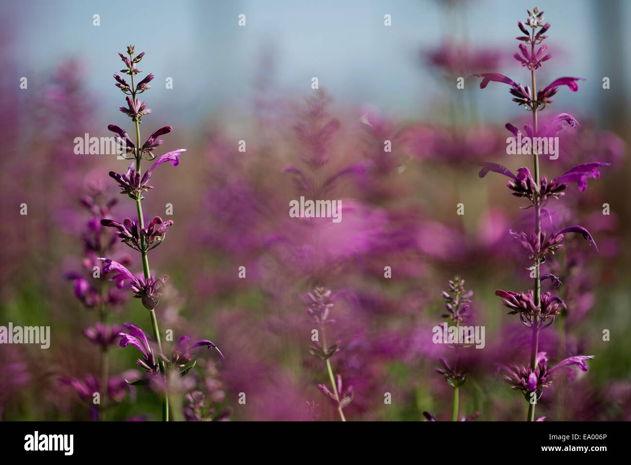Nahaufnahme von Pflanzen mit lila Blüten in Gärtnerei Stockfoto