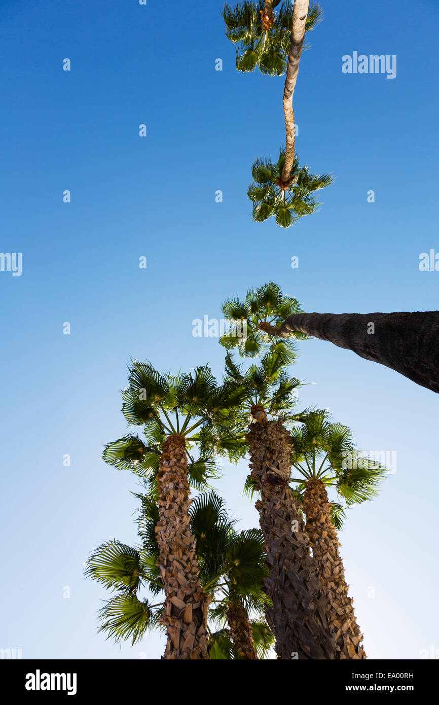 Blick hinauf in den Baumkronen der Palmen, Finikoudes, Larnaca, Zypern. Stockfoto