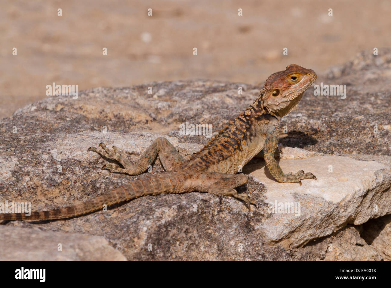 Die Agama-Eidechse, 'Laudakia stellio cyriaca', ist einzigartig in der Artenvielfalt Zyperns. Stockfoto