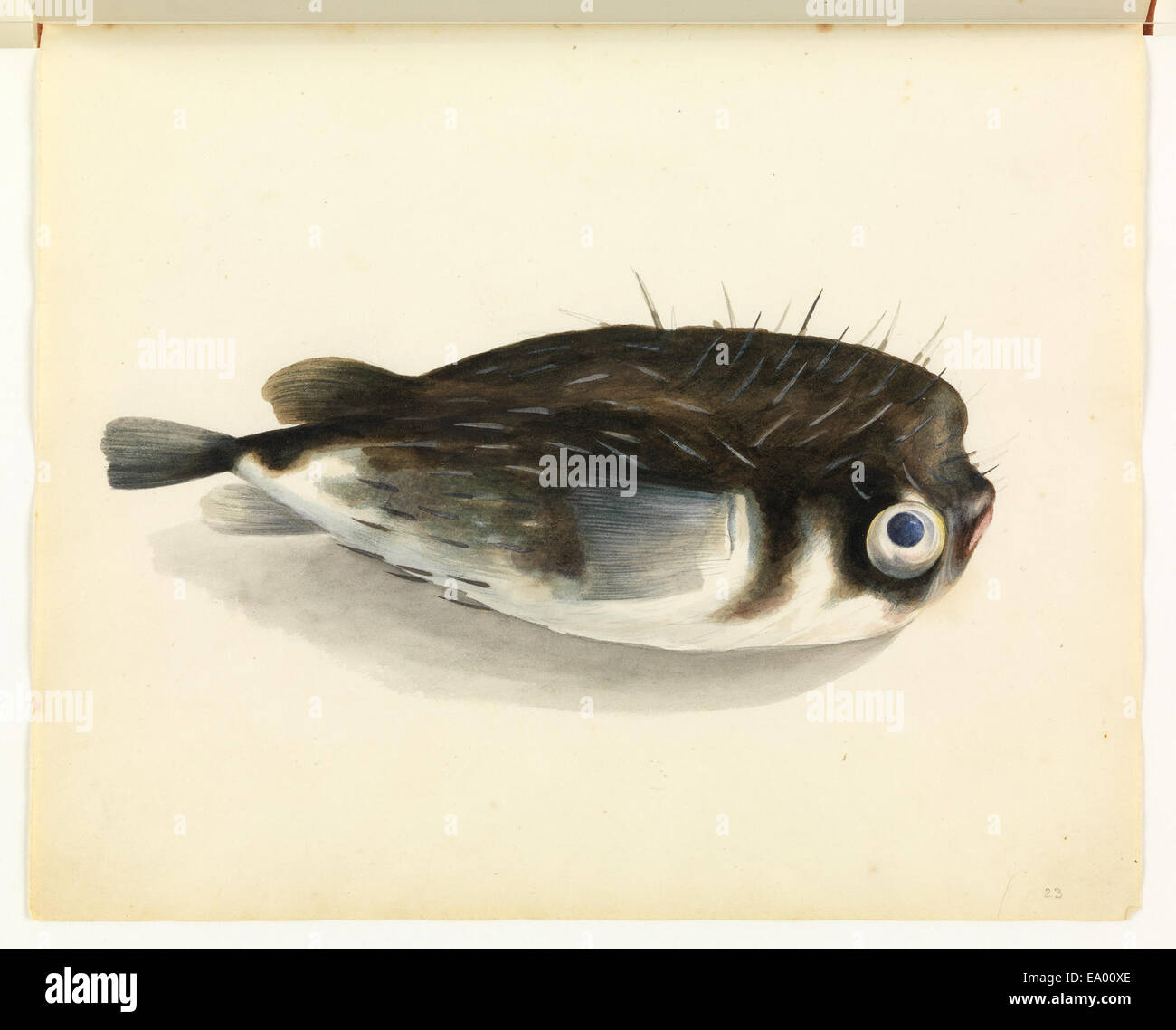 Der Stachelfisch, bekannt für seinen Stachelschutz, ist in den Küstengewässern Tasmaniens zu finden. Diese Art spielt eine wichtige Rolle im Meeresökosystem und verfügt über besondere Merkmale, die sie vor Raubtieren schützen. Stockfoto