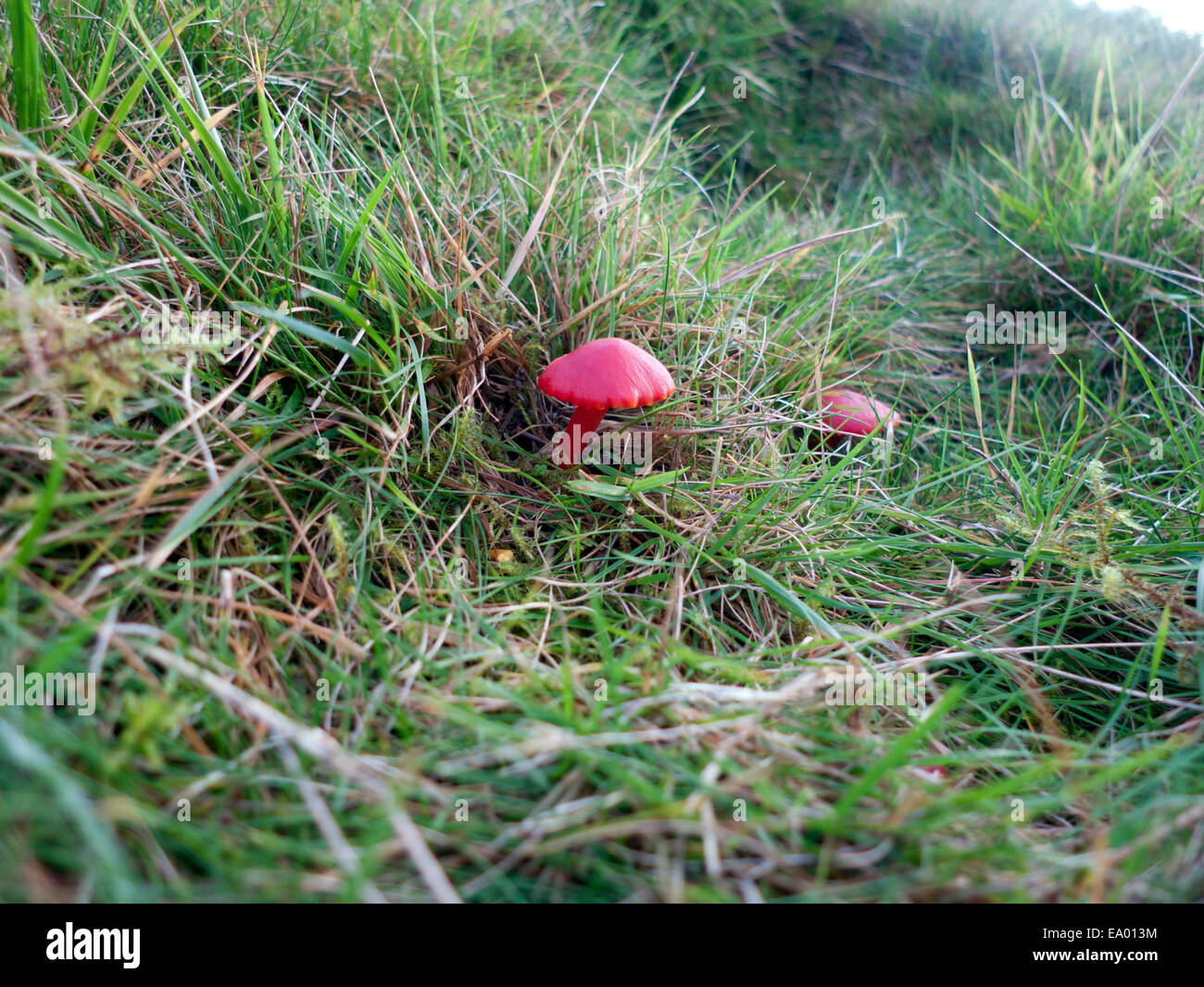 Vermilion-Wachsmürze (Hygrocybe miniata), die auf Grasfeldern auf einer walisischen Hangfarm in Carmarthenshire Dyfed Wales Großbritannien wachsen © KATHY DEWITT Stockfoto