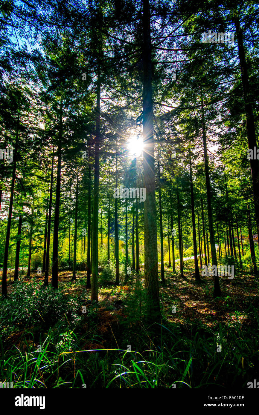 Herbst in einem englischen Wald Stockfoto