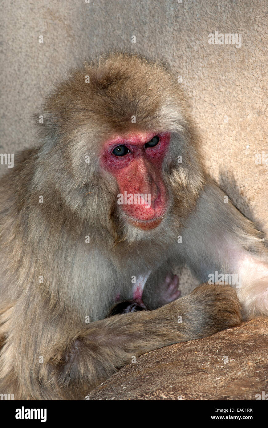 Japanischen Makaken, Macaca Fuscata, Bioparco, Rom, Italien Stockfoto