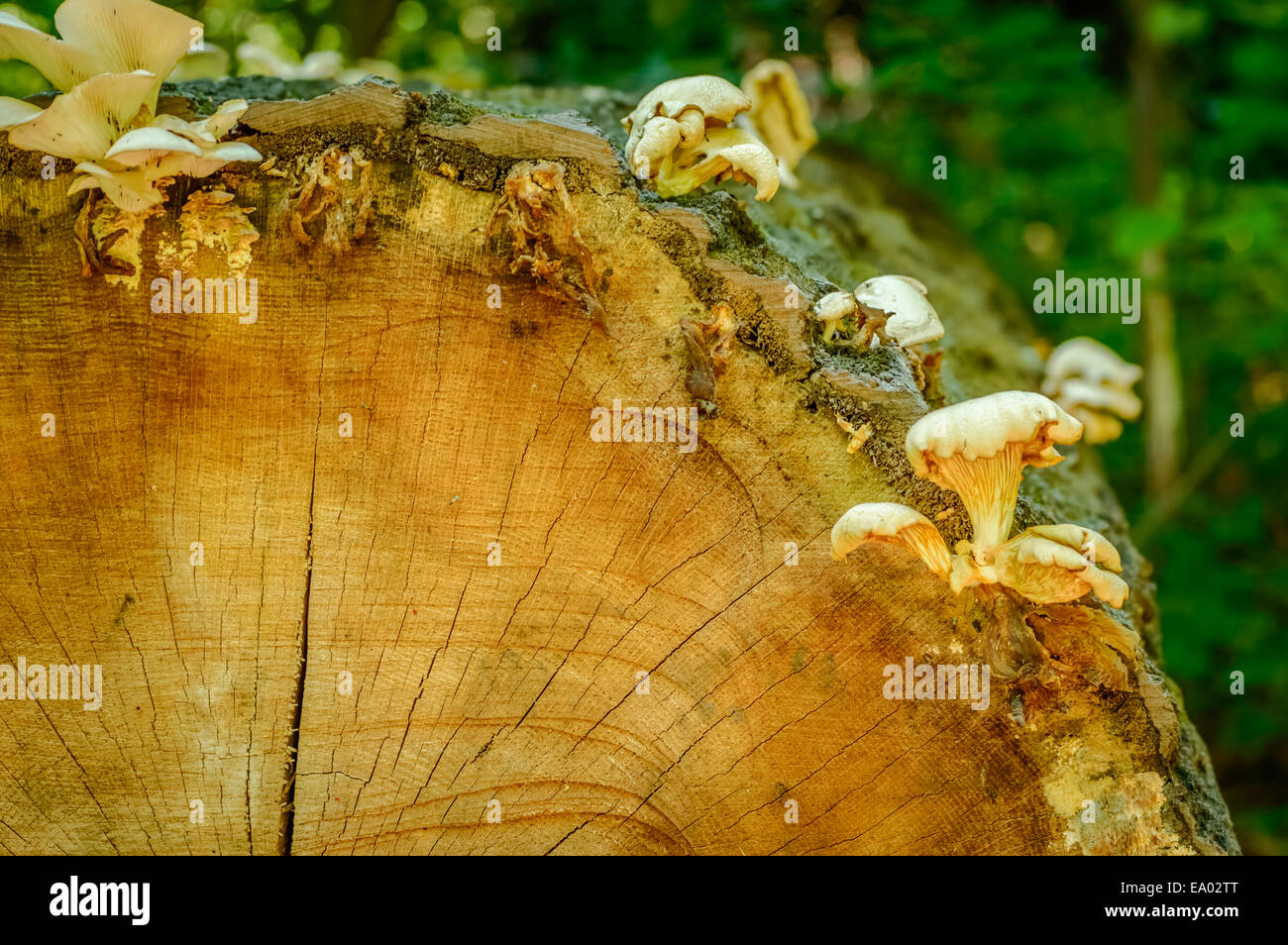 Baum-Protokoll mit Pilzen mit einem unscharfen Hintergrund Stockfoto