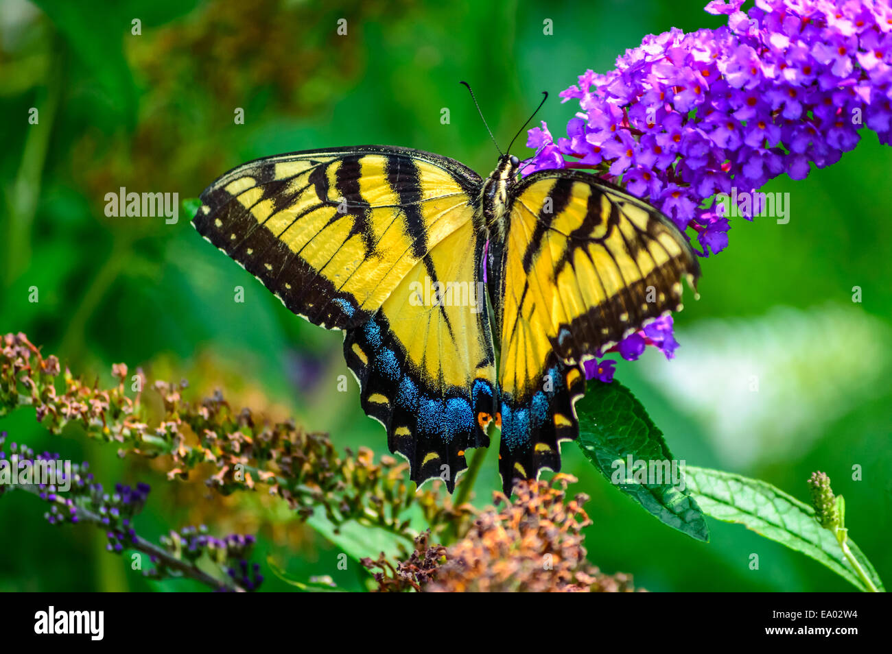 Gold und schwarz Schmetterling mit Blumen Stockfoto