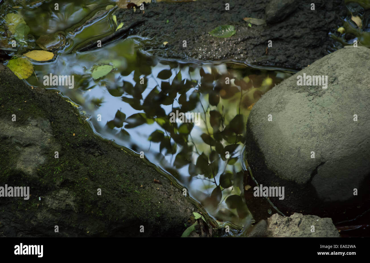 Wasserreflexion Laub in einem Fluss Rock pool Stockfoto