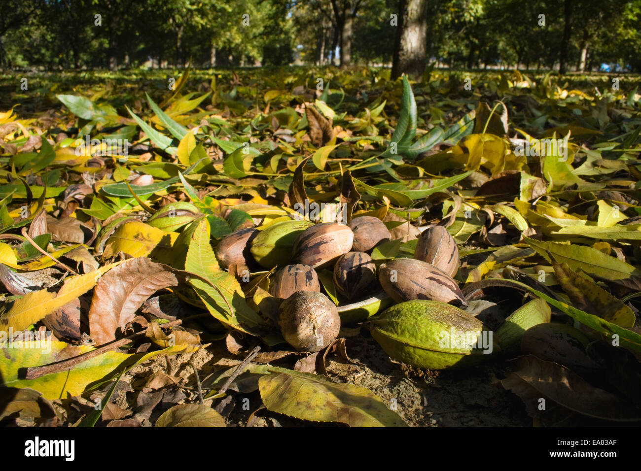 Kathy, Ag, Landwirtschaft, Bauernhof, Landwirtschaft, Obstgarten, Stock Stockfoto