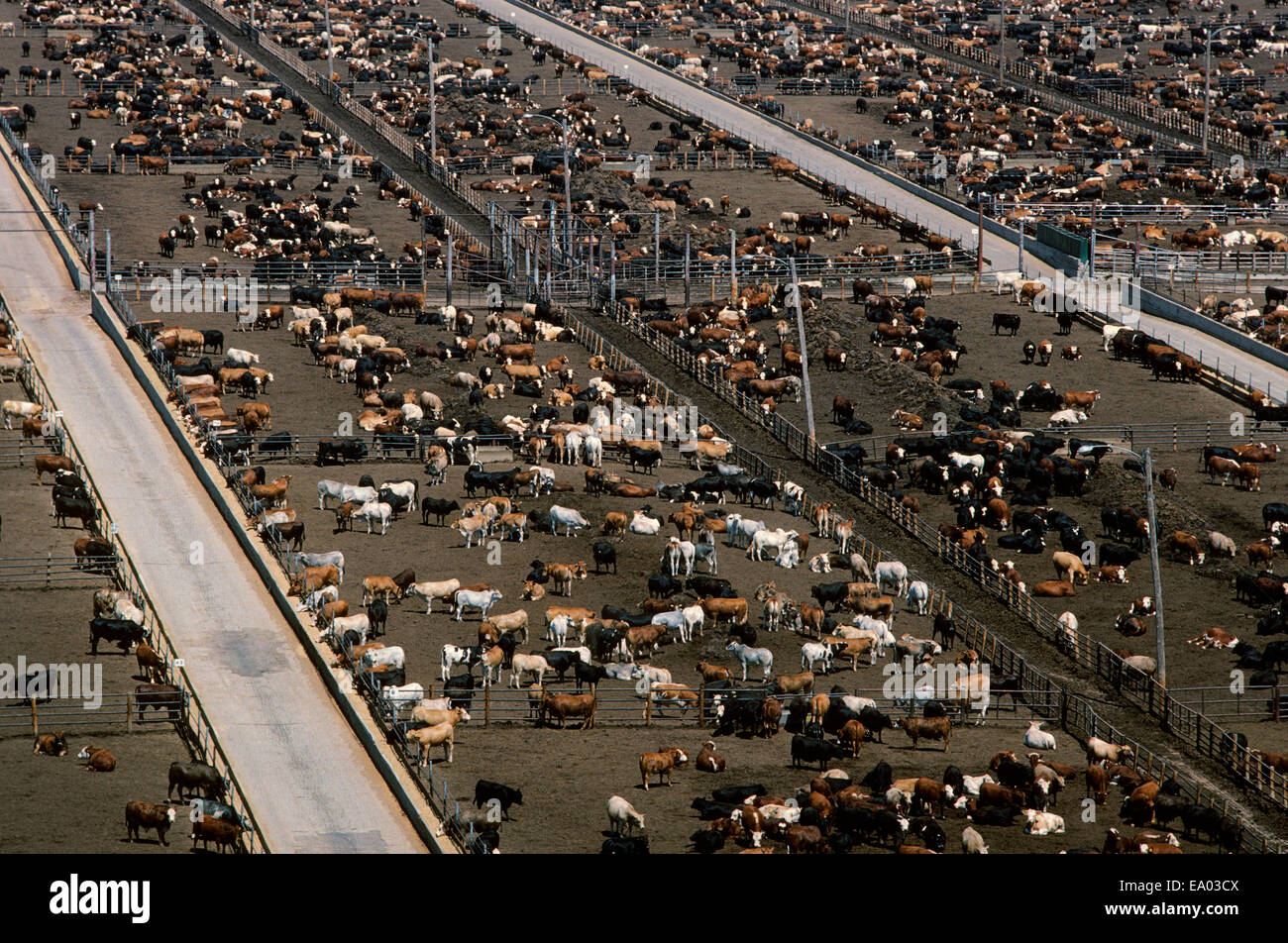 Landwirtschaft - hohe Ansicht einer großen Rindfleisch Feedlot / in der Nähe von Lubbock, Texas, USA. Stockfoto