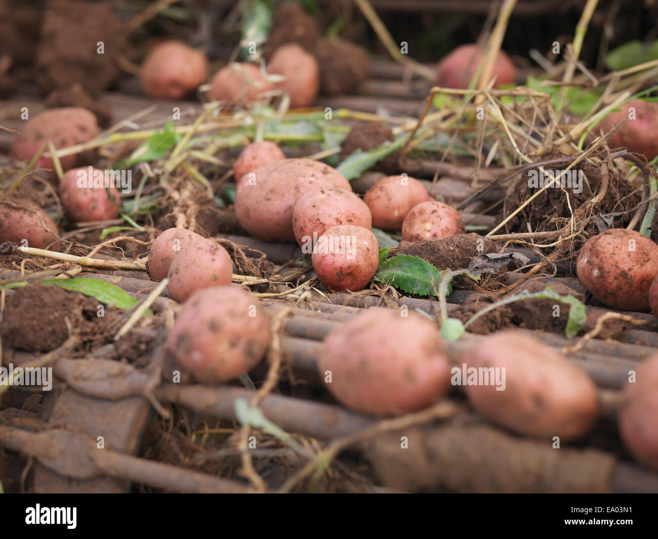 Bio-Kartoffeln bei der Ernte Maschine, Nahaufnahme Stockfoto