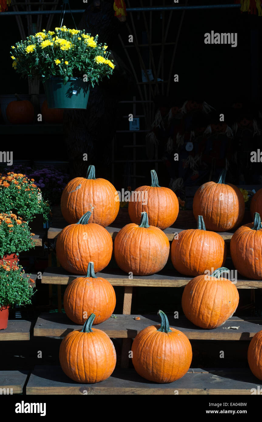 Kürbisse in die Staten Island Bauernmarkt. Jersey Tomaten. Jersey-Mais. New York. USA. Unvergleichliche Qualität und Geschmack von den regional angebauten Produkten an diesem Greenmarket ziehen Kunden aller Couleur. Hausgemachte Kuchen, Brot und Gebäck, frisch gefangenen Fisch, Honig aus der Region, Obstgarten Früchte geerntet auf dem Höhepunkt der Reife und ein Kopfgeld von Gemüse aus Orange County berühmten nährstoffreiche "Black Dirt" dienen eine vielfältige Bevölkerung, die bis auf die frischesten und gesündeste Nahrung um auf einer wöchentlichen Basis, Lager zurückkehren. Stockfoto