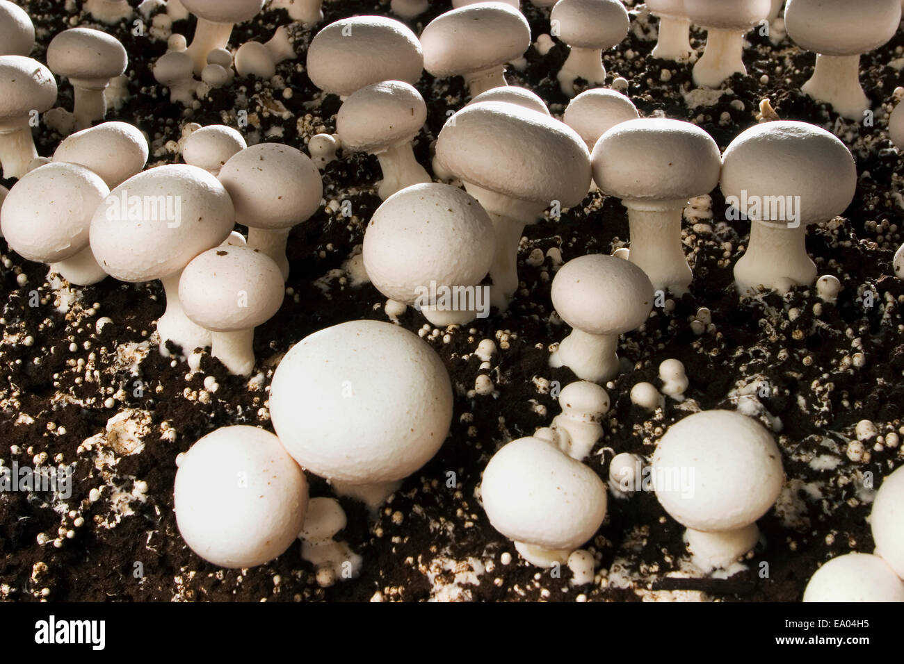 Landwirtschaft - Nahaufnahme des weißen Taste Pilze wachsen in organischer Kompost / State College, Pennsylvania, USA. Stockfoto