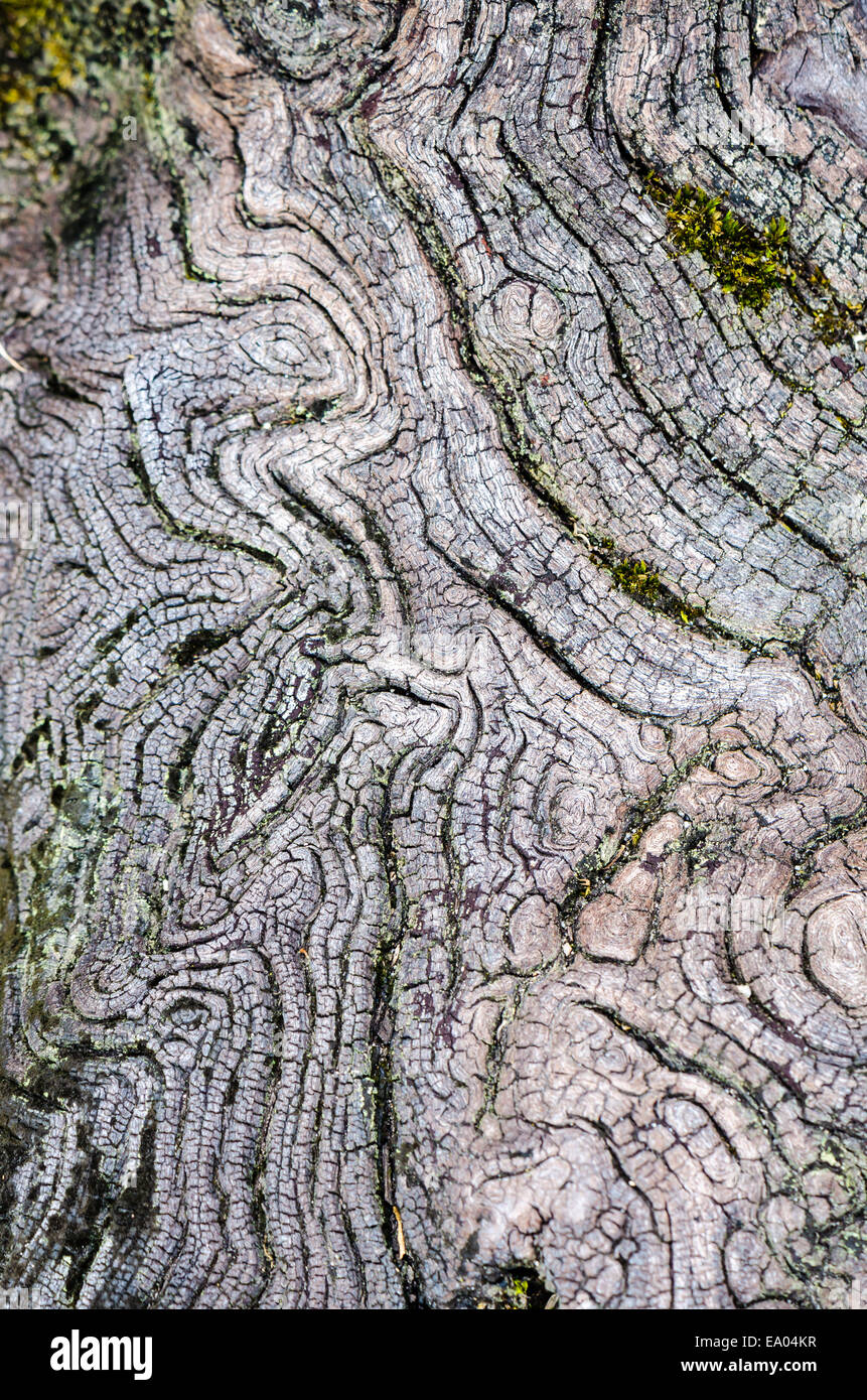 Textur der alten Holz in der Natur, das Wasser-Erosion ist. Stockfoto