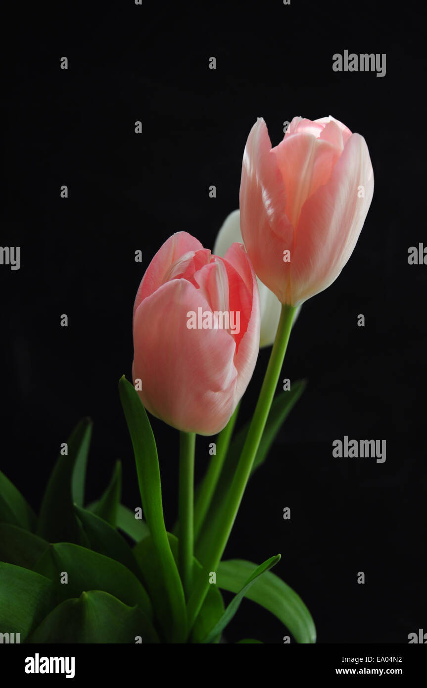Rosa Tulpen auf schwarzem Hintergrund Stockfoto