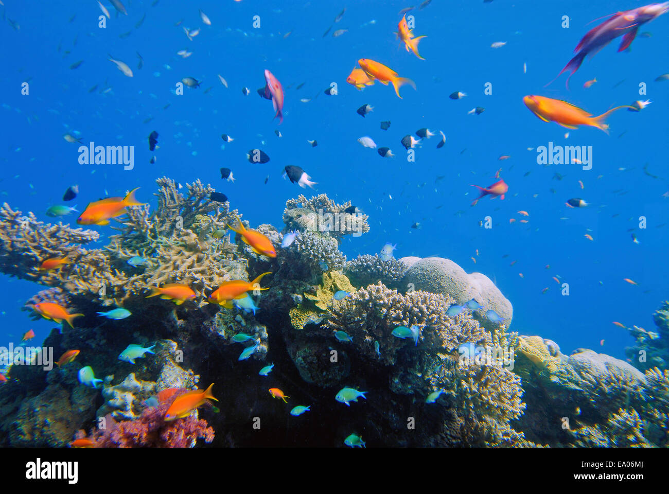 Leben im Meer rund um Coral reef Stockfoto