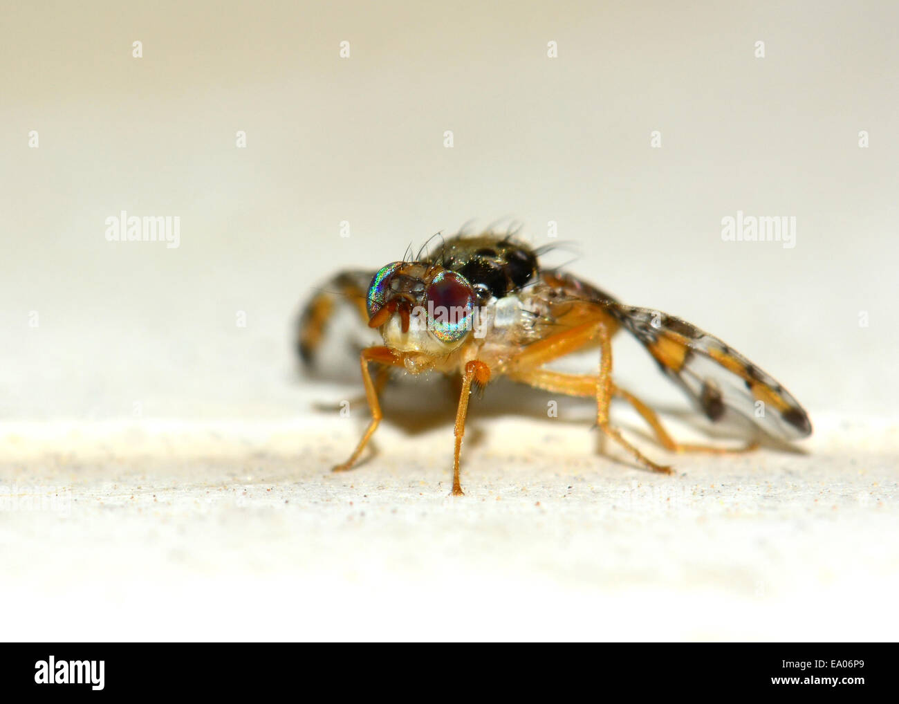 Fruchtfliege in Nahaufnahme Stockfoto