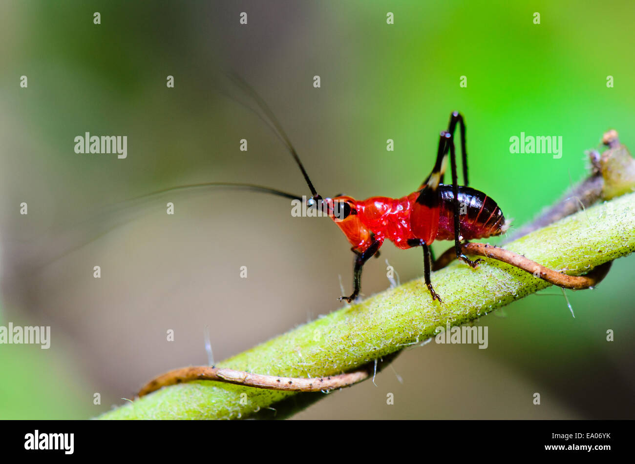 Nahaufnahme Conocephalus Melas kleinen rot-schwarzen Cricket ist eine Art von Tettigoniidae (Bush-Grillen oder Katydids) in Thailand getroffen Stockfoto