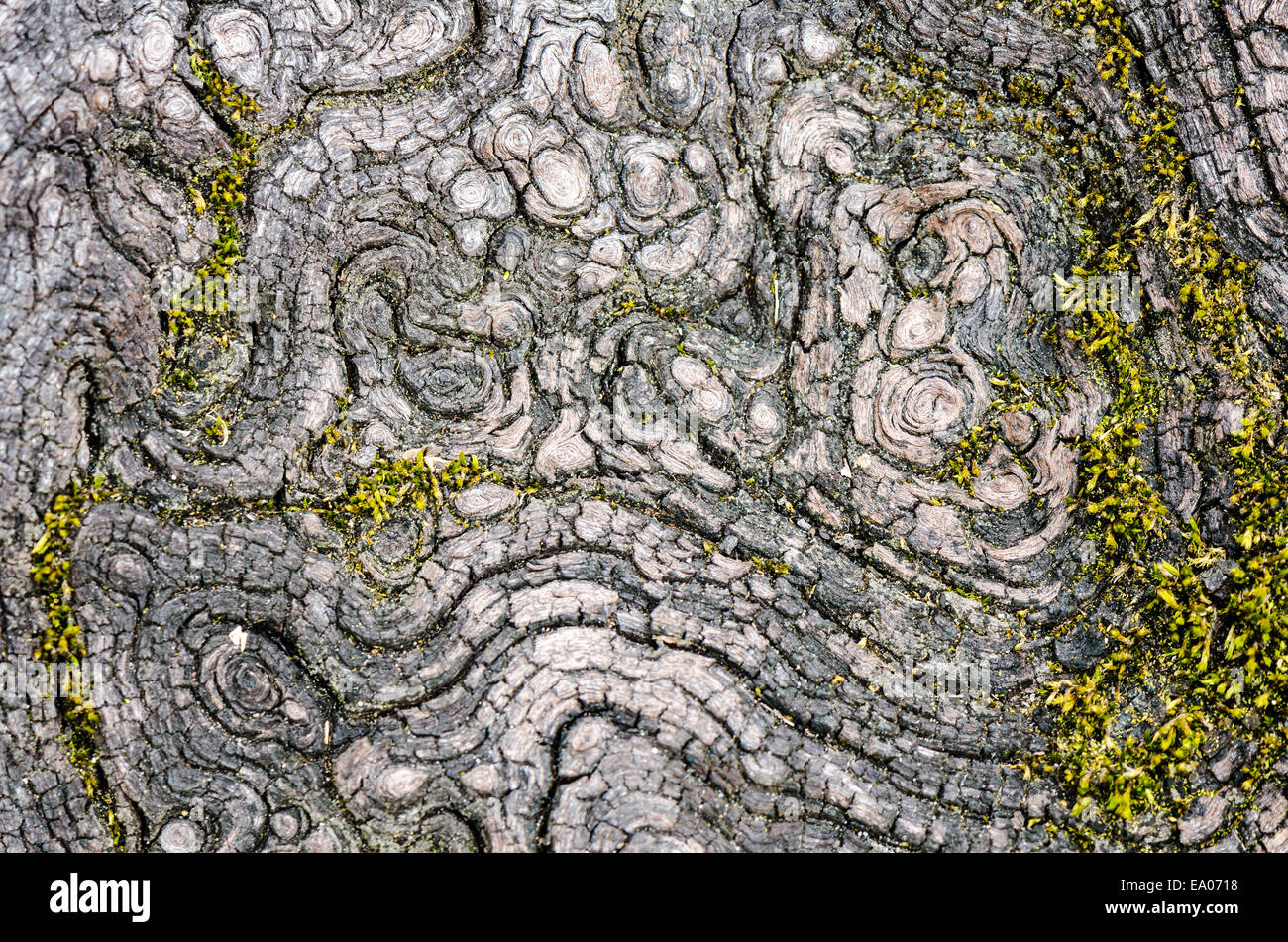 Textur der alten Holz in der Natur, das Wasser-Erosion ist. Stockfoto