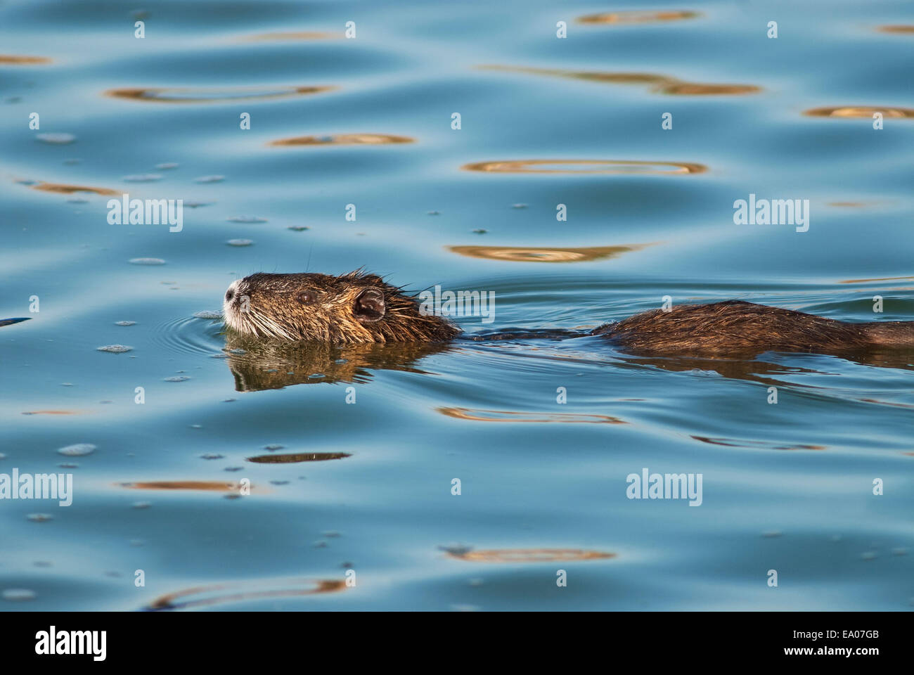 Nutria, Biber brummeln schwimmen Stockfoto