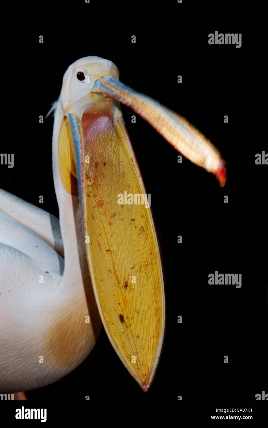 Weißer Pelikan offene Rechnung Stockfoto