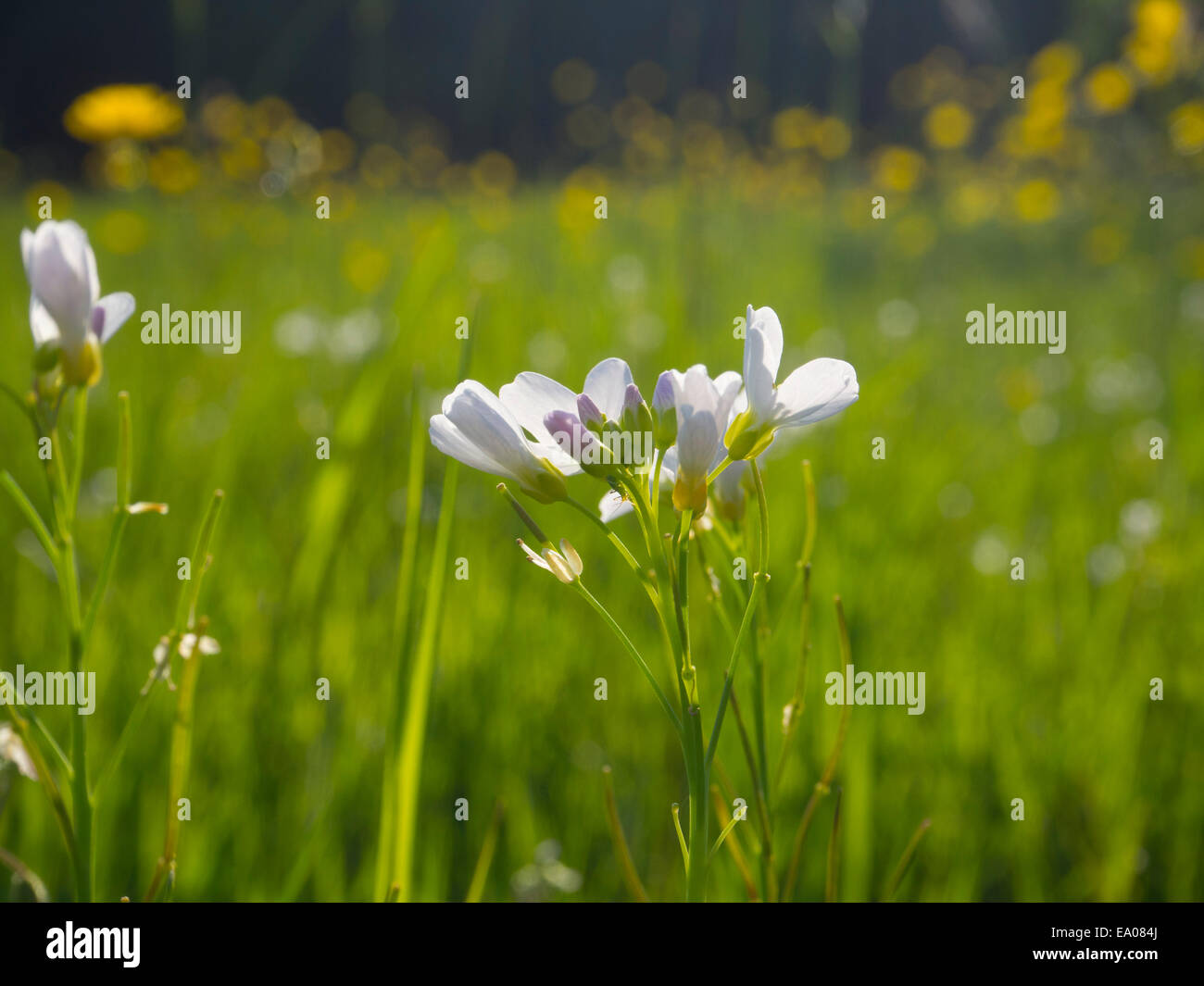 Kuckuck Blume oder lady's Kittel auf Cannon Hill Common, London SW20 Stockfoto
