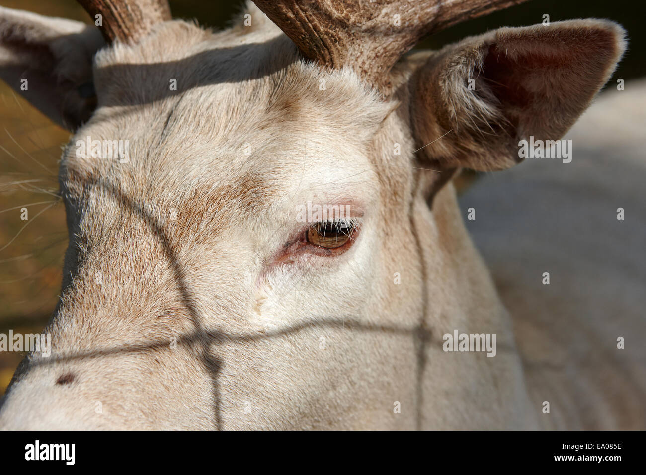 weiße männliche Damhirsche Hirsch Augen- und Gesichtsschutz hautnah Saskatchewan Kanada Stockfoto