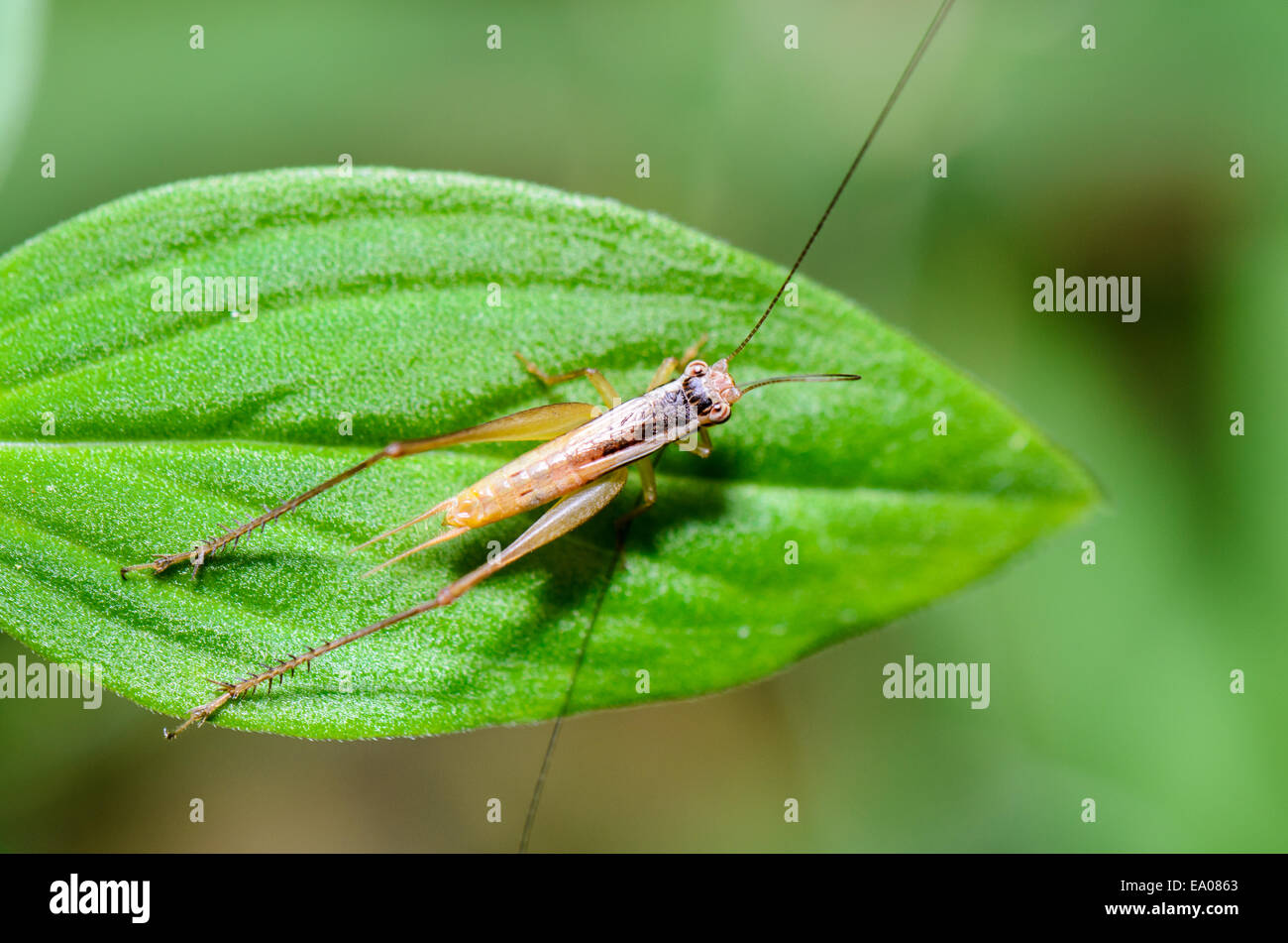 Clpse oben braun Cricket (Insect) auf einem grünen Blatt, genommen in Thailand anzeigen Stockfoto